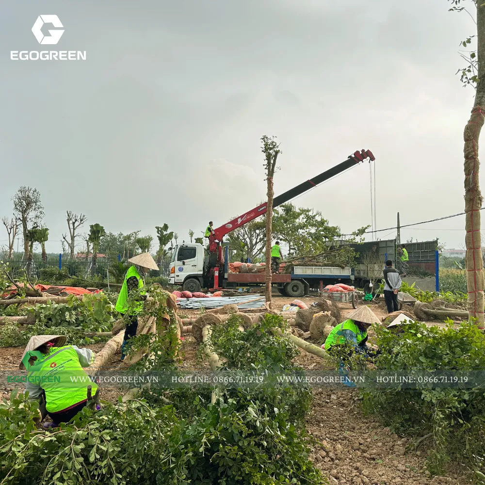Đầu tư cảnh quan đúng thứ tự giúp chủ đầu tư kiểm soát tiến độ, ngân sách và chất lượng công trình lâu dài.